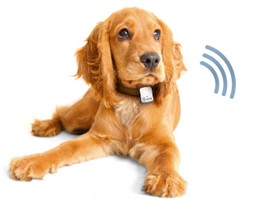 Show products in category GPS Σκυλιών - Ζώων Picture for category GPS Σκυλιών - Ζώων